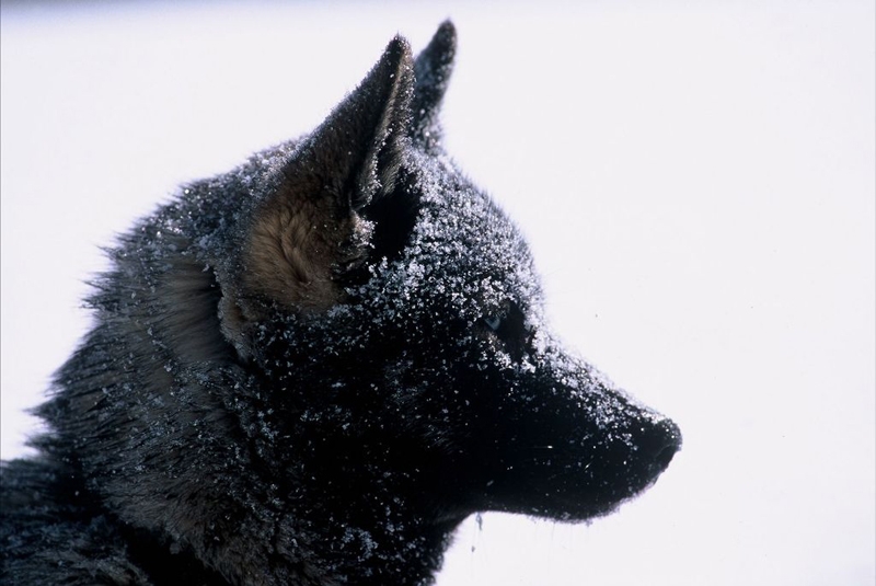 Le husky, chien de traîneau parfait : Husky du Vercors